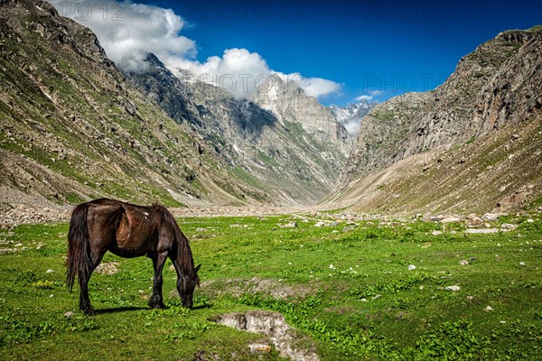 Horse grazing in Himalayas. Lahaul valley