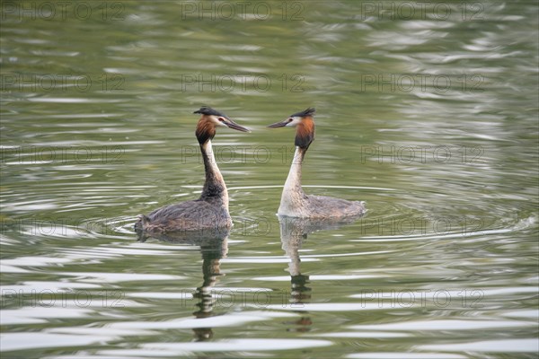 Great crested grebe