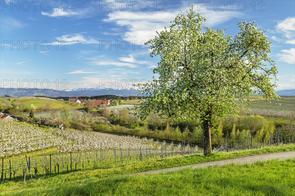 Fruit tree blossom near Kressbronn with a view of the Swiss Alps