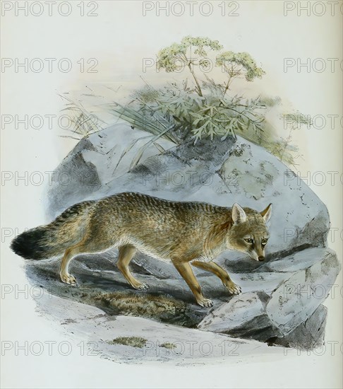 Corsac fox