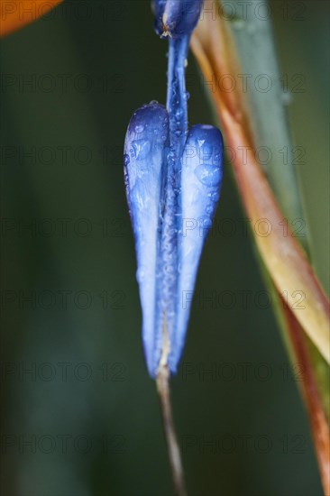 Crane flower