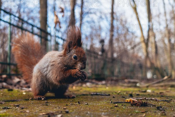 Squirrel eating nut