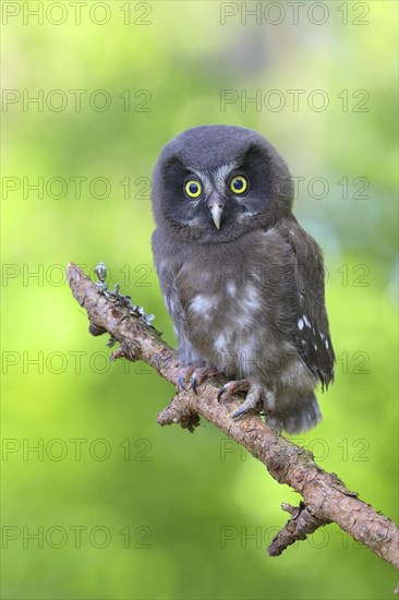 Tengmalm's Owl