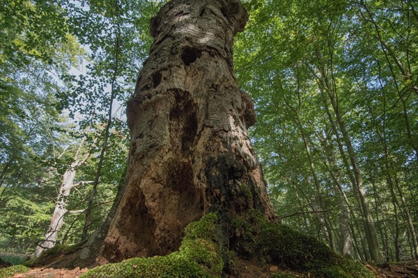 Standing deadwood in the Darss primeval forest