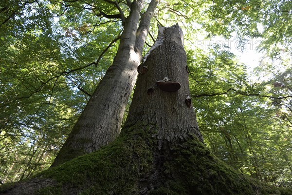 Standing deadwood in the Darss primeval forest