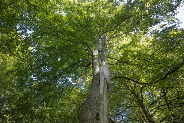 View into the tree canopy in the Darss primeval forest