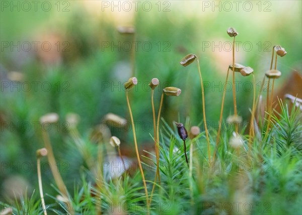 Common haircap moss