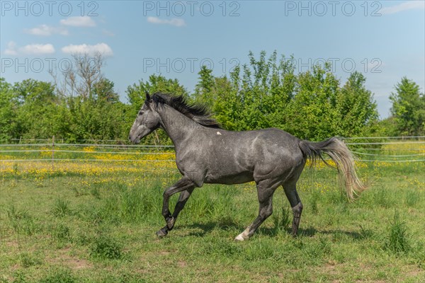 Horse galloping in enclosure in the morning in spring. Alsace