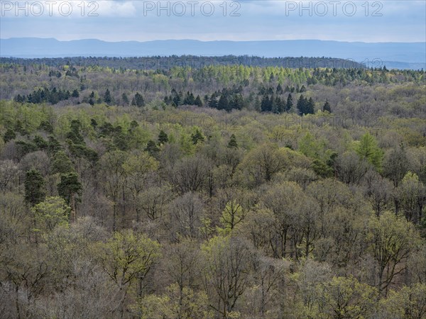 Baeume im Naturpark Schoenbuch bei Herrenberg