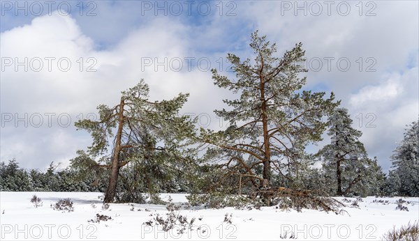 Snow-covered trees