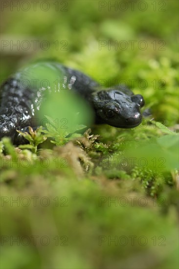 Alpine salamander