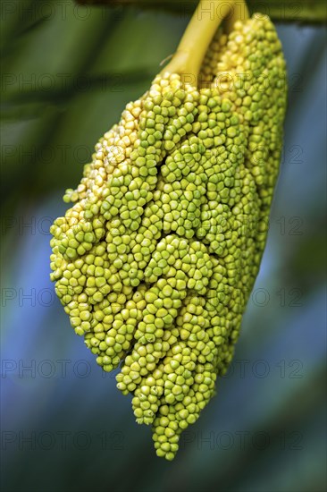 Inflorescence of the Chinese chusan palm