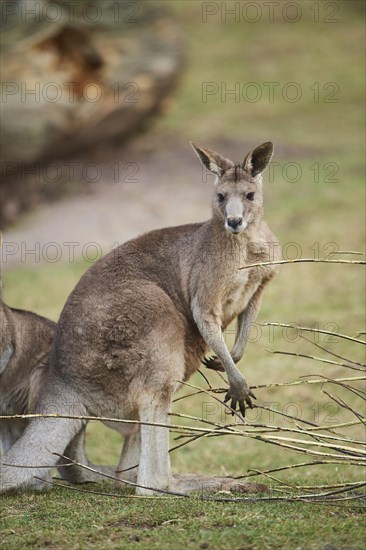 Eastern grey kangaroo