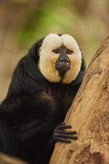 White-faced saki