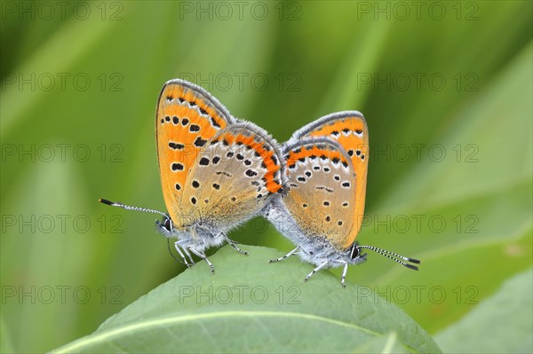 Blue iris fire butterfly