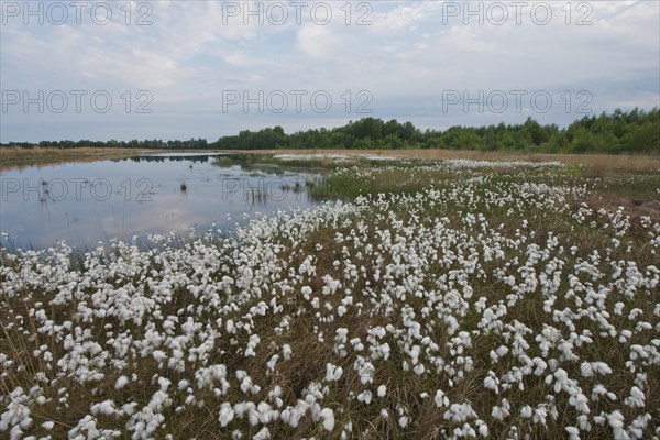 Common cottongrass