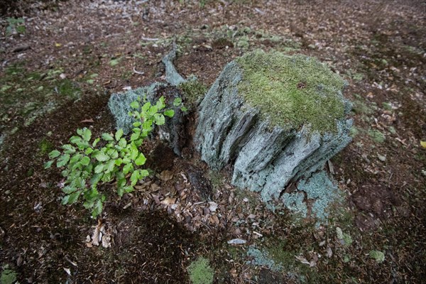 Tree stump in the Darss primeval forest
