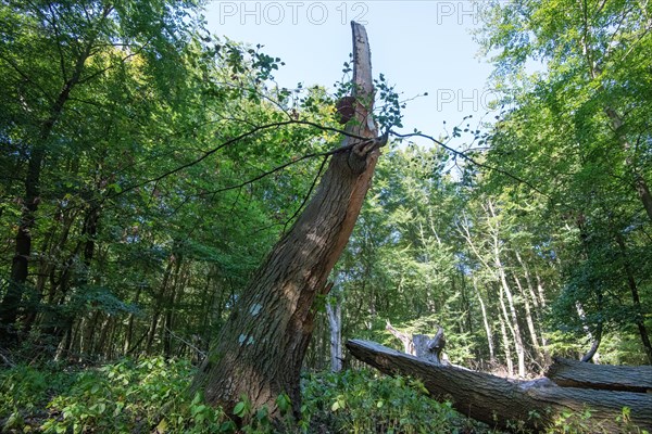 Deadwood in the Darss primeval forest