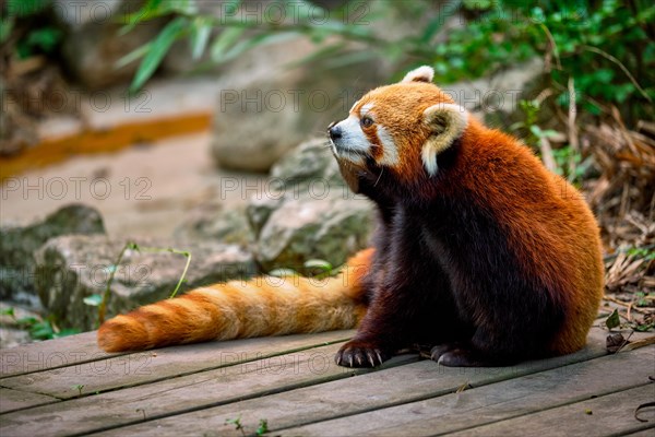 Red panda in Chengdu