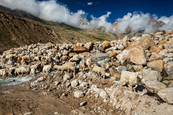 Herd of Pashmina sheep and goats crossing the stream in Himalayas. Lahaul Valley