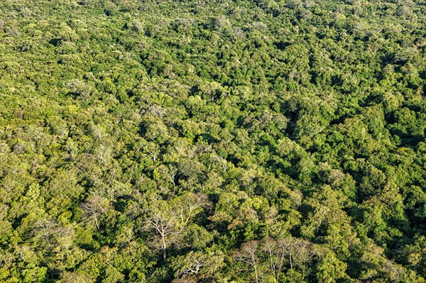 Aerial view of tropical forest trees. Sri Lanka