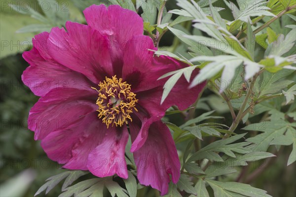 Tree peony