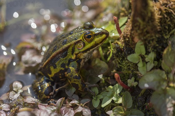 Green frog