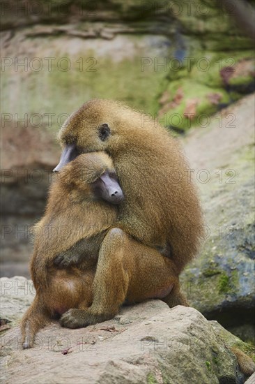 Guinea baboon