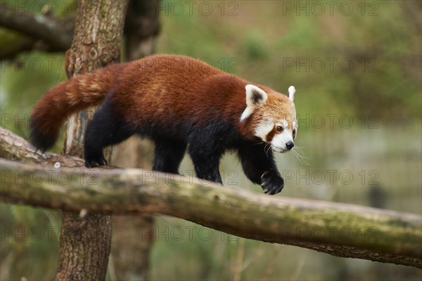 Red panda