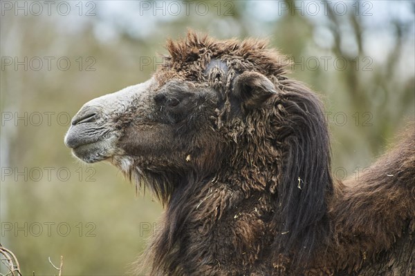 Bactrian camel