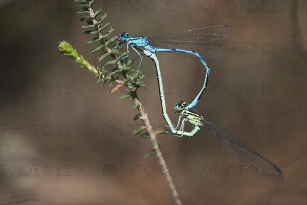 Horseshoe damselflies