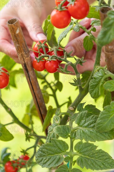 Woman picking ripe cherry tomatoes on the vine in the garden