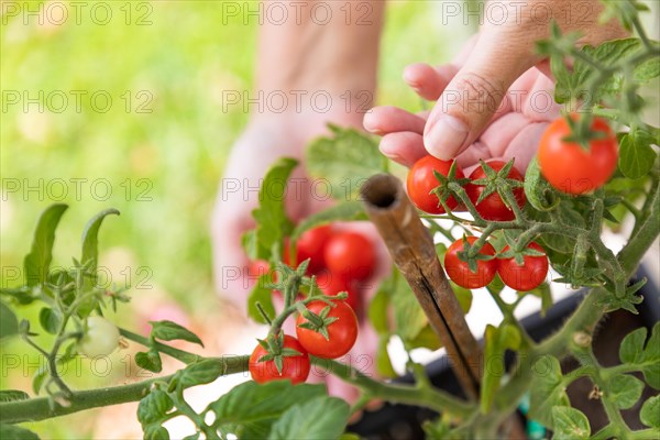 Woman picking ripe cherry tomatoes on the vine in the garden