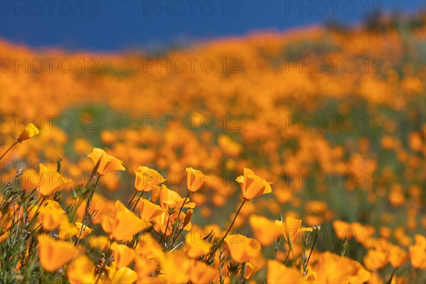 Orange flowering California poppies landscape during the 2019 super bloom