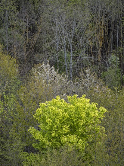 Baeume im Naturpark Schoenbuch bei Herrenberg