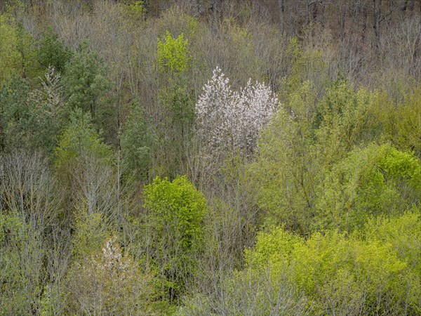 Baeume im Naturpark Schoenbuch bei Herrenberg