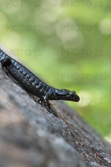 Alpine salamander