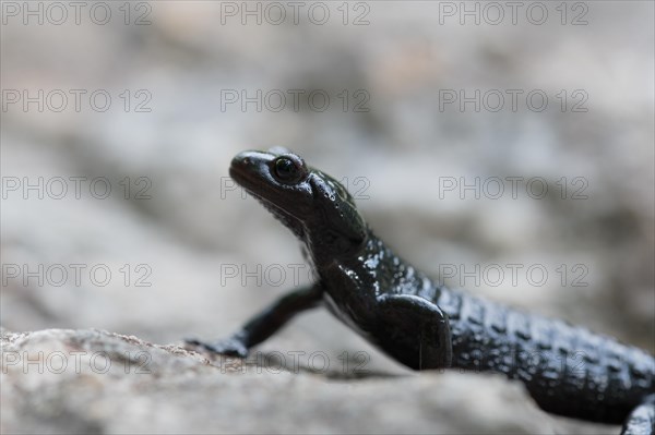 Alpine salamander