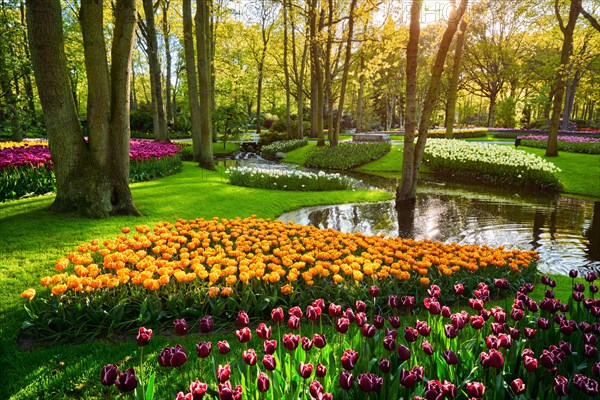 Keukenhof flower garden with blooming tulip flowerbed