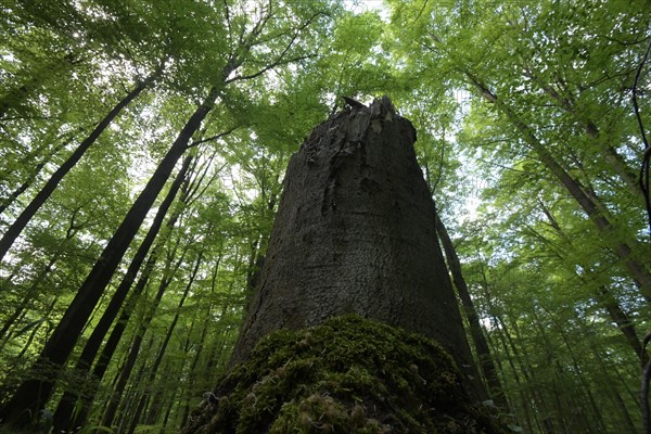 The Habichtswald is part of the Osnabrueck Hills