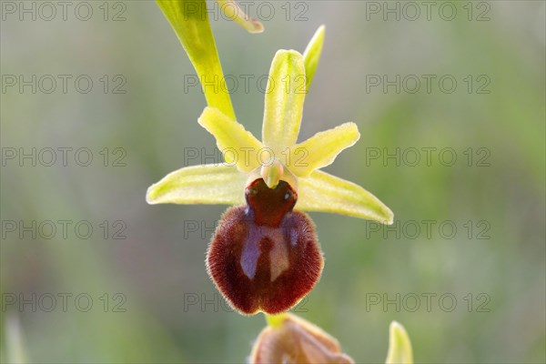 Early spider orchid