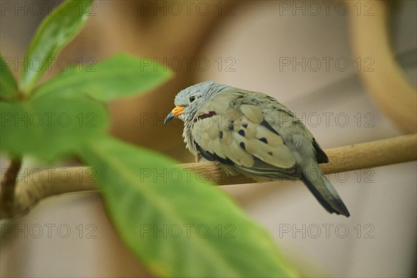 Croaking ground dove