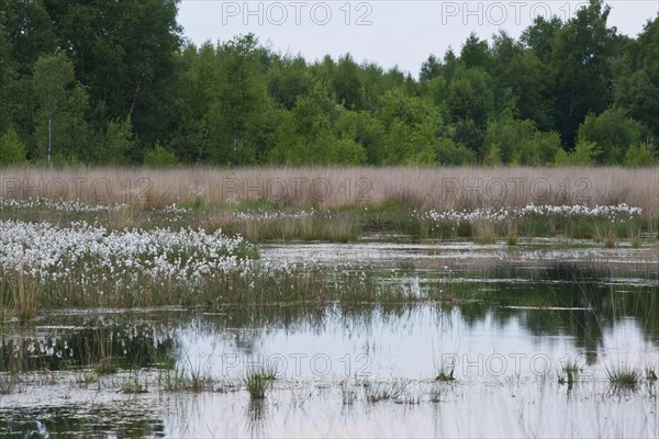 Common cottongrass