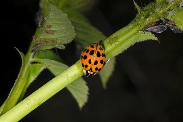 Ladybird