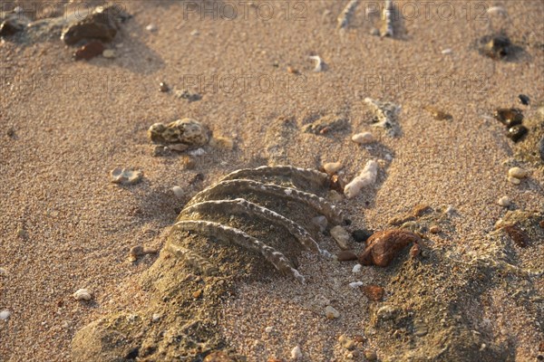 Close-up of the fossilized tridacna clam shell on a coral sand beach in the surf zone. Red Sea