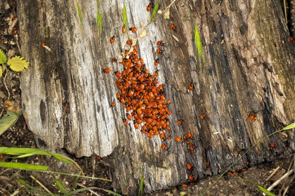 Young fire bugs