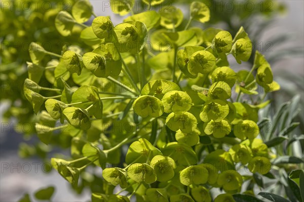 Wood Spurge