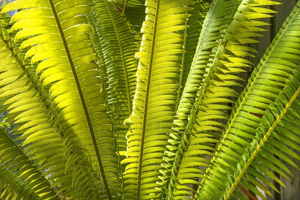 Leaves of Mexican Giant Palm Fern