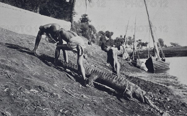 Krokodiljagd am Nil