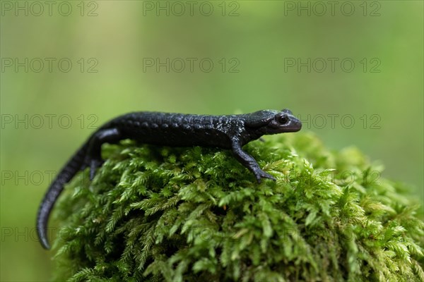 Alpine salamander